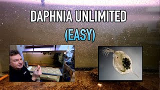 How I Raise Daphnia Water Fleas And You Can Too [upl. by Noived]