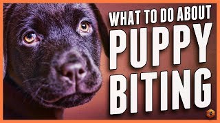 Puppy Biting Learn Bite Inhibition Training [upl. by Whitford]