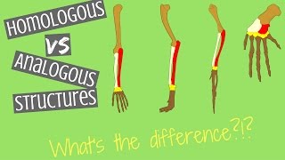 Homologous Structures vs Analogous Structures  Key Differences [upl. by Nehcterg937]