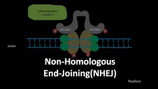 Non homologous end joining DNA repair [upl. by Kerr460]