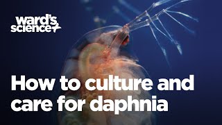 Caring and Culturing for Daphnia [upl. by Myles568]