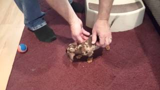 6 week old Chocolate Dapple Dachshund ELLIE learning to climb stairs [upl. by Naillil]