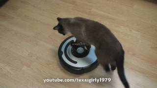 Cat shows HOW TO use iRobot Roomba Vacuum [upl. by Marucci900]