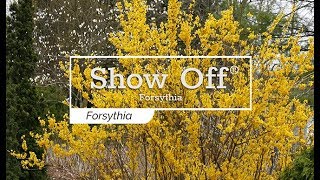 30 Seconds with Show Off® Forsythia [upl. by Yaresed848]