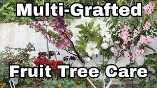 Multi  Grafted Fruit Tree Care  Top 5 Tips [upl. by Glennon]