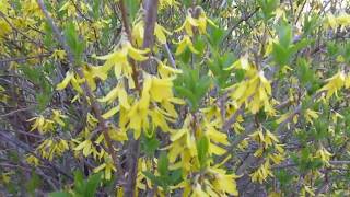 How To Root And Grow A Forsythia Shrub Plus Other Flowers Featured [upl. by Pilloff741]