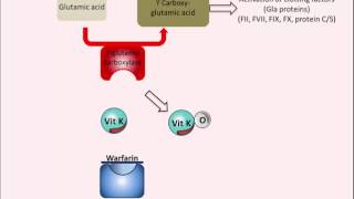 Warfarin  Mechanism of Action [upl. by Werdnael]