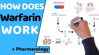 How does Warfarin Work  Pharmacology [upl. by Ettenoitna101]