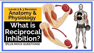 What is Reciprocal Inhibition [upl. by Buford696]