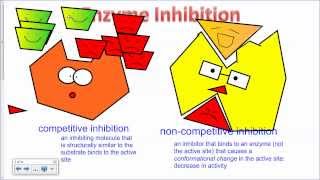 Enzyme Inhibition IB Biology [upl. by Limak]