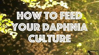 How To Feed Your Daphnia Culture [upl. by Tabby]