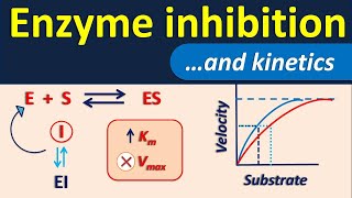 Enzyme inhibition and its kinetics [upl. by Sherwood]