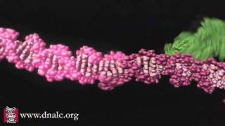 Mechanism of Recombination [upl. by Lorianne]