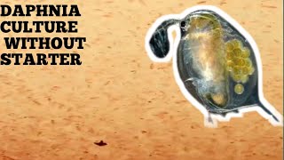 HOW TO CULTURE DAPHNIA NATURALLY WITHOUT A STARTER [upl. by Darlleen]