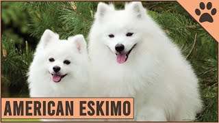 American Eskimo  Dog Breed Information [upl. by Mcquillin862]