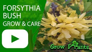 Forsythia bush  growing amp care [upl. by Norvil]