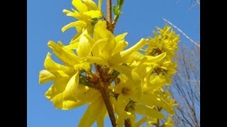 How to grow Forsythia  Gardening 101 by Dr Greenthumb [upl. by Rexford727]