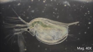 Daphnia magna under the Microscope [upl. by Eelsnia]