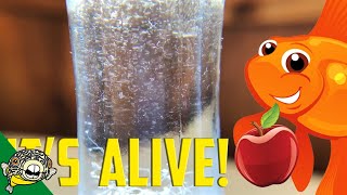 How to culture Vinegar Eels The EASY Way Live Fish Food [upl. by Romeo]