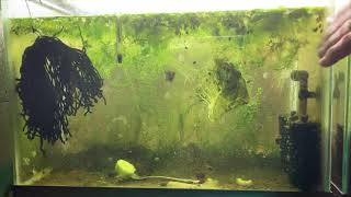 Scuds Daphnia Cherry Shrimp Copepods My aquatic food culture [upl. by Adebayo]