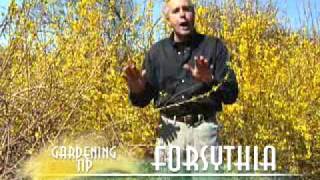 Pruning Forsythia [upl. by Esenej]