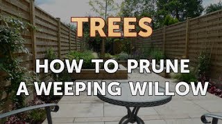 How to Prune a Weeping Willow [upl. by Denyse]