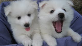 Seven week old American Eskimo Puppies [upl. by Oiceladni999]