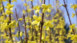 A 2021 Project Growing Forsythia from Cuttings [upl. by Rettig]