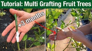 Tutorial Multi Grafting Fruit Trees [upl. by Eckmann]