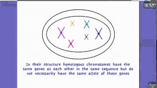 422 Define Homologus Chromosomes [upl. by Algar451]