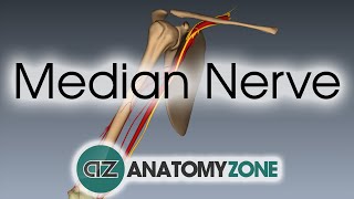 Median Nerve  3D Anatomy Tutorial [upl. by Augusto259]