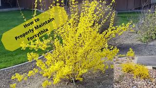 Properly Maintained Forsythia Can Be Beautiful [upl. by Ahsiekar]