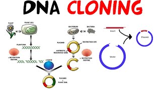 DNA cloning [upl. by Imoyik]