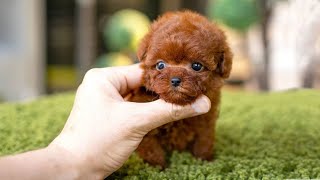 10 Dog Breeds That Have The Cutest Puppies [upl. by Sillad]