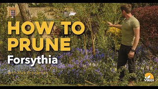 How to prune Forsythia [upl. by Yentyrb]