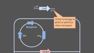 Homologous Recombination [upl. by Etom]