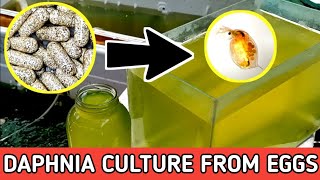 HOW TO HATCH DAPHNIA EGGS  HOW TO CULTURE DAPHNIA [upl. by Viguerie136]