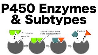 P450 Enzyme System Inducers Inhibitors amp Subtypes [upl. by Shirlene703]