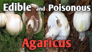 How to tell an edible agaricus mushroom from a poisonous one [upl. by Assillim]