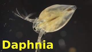 Daphnia [upl. by Aileen493]