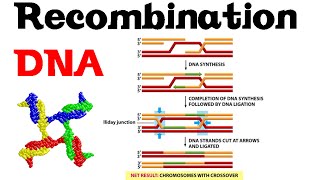 DNA recombination basic [upl. by Tri]