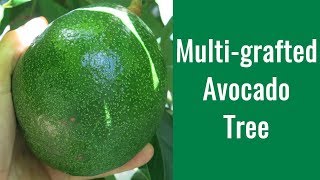 How to Graft Avocado Trees  Multigrafted Avocado [upl. by Ire]