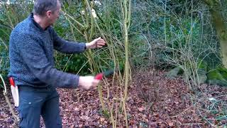 Pruning Forsythia [upl. by Nosduj]