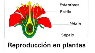 Reproducción en plantas  Ciencias Naturales [upl. by Flessel79]