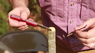 Grafting Trees  How to Graft a Tree [upl. by Ahsercul]