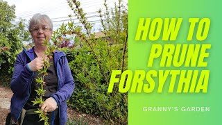 HOW TO PRUNE FORSYTHIA [upl. by Araccot512]