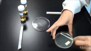 Antibiotic Sensitivity testing [upl. by Pestana]