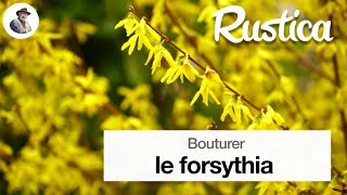 Bouturer le forsythia [upl. by Inna823]