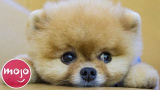 Top 20 Dog Breeds That Have the CUTEST Puppies [upl. by Halette789]