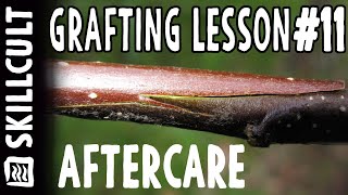 Grafting Lesson 11 After Grafts Heal What To Do [upl. by Georglana]